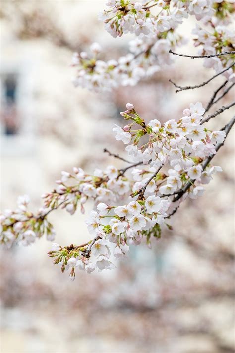 桃花圖|超过 100000 张关于“桃花树”和“桃花”的免费图片